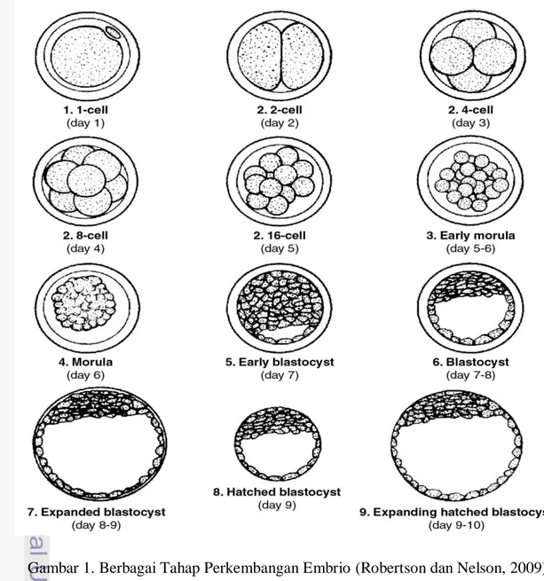 Gambar 1. Berbagai Tahap Perkembangan Embrio (Robertson dan Nelson, 2009) 