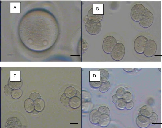 Gambar 2. Perkembangan Embrio Parthenogenetik. 