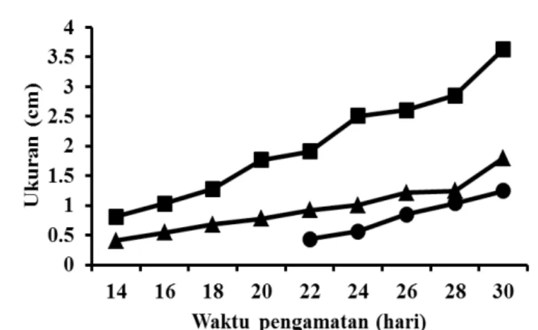 Gambar 2. Nilai rataan diameter vesikel embrionik H 14 sampai  H 20 setelah perkawinan pada kambing kacang (n=3)
