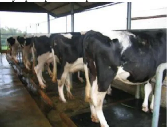 Gambar 2. Permasalahan kecukupan air pada peternakan sapi  yang dapat dibantu  dengan penerapan Teknologi “Eco-pump”   