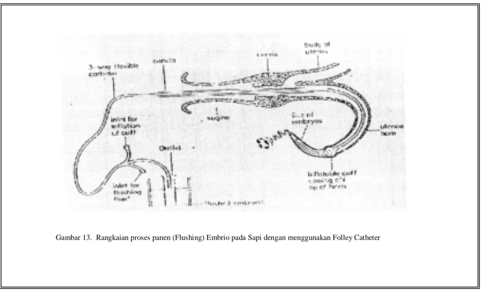 Gambar 13.  Rangkaian proses panen (Flushing) Embrio pada Sapi dengan menggunakan Folley Catheter 