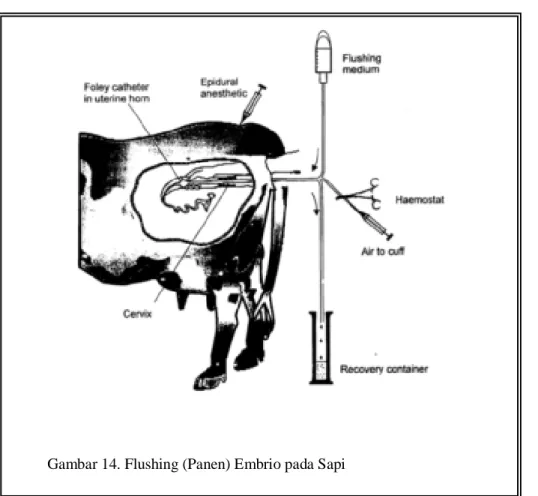 Gambar 14. Flushing (Panen) Embrio pada Sapi 