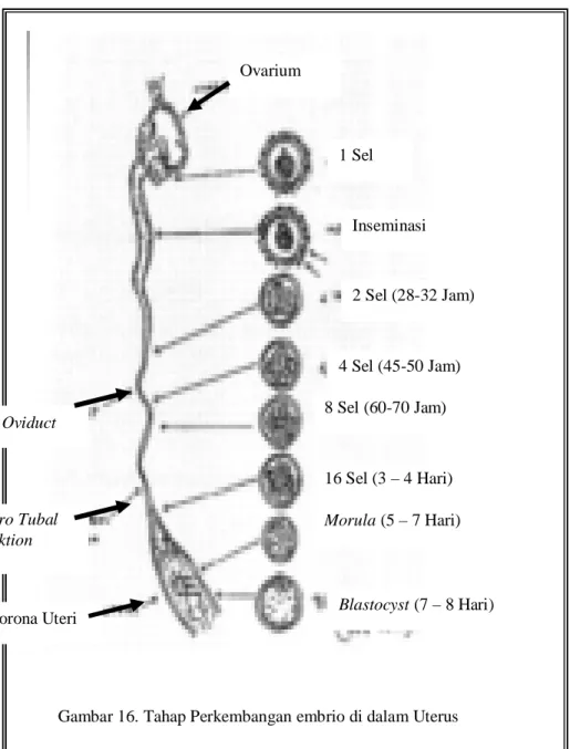 Gambar  16,17 dan 18 menunjukkan tahapan perkembangan Embrio Sapi  1 Sel  Inseminasi  2 Sel (28-32 Jam)  4 Sel (45-50 Jam)  8 Sel (60-70 Jam)  16 Sel (3 – 4 Hari)  Morula (5 – 7 Hari)  Blastocyst (7 – 8 Hari)  Corona Uteri Utero Tubal Junktion Oviduct  Ova