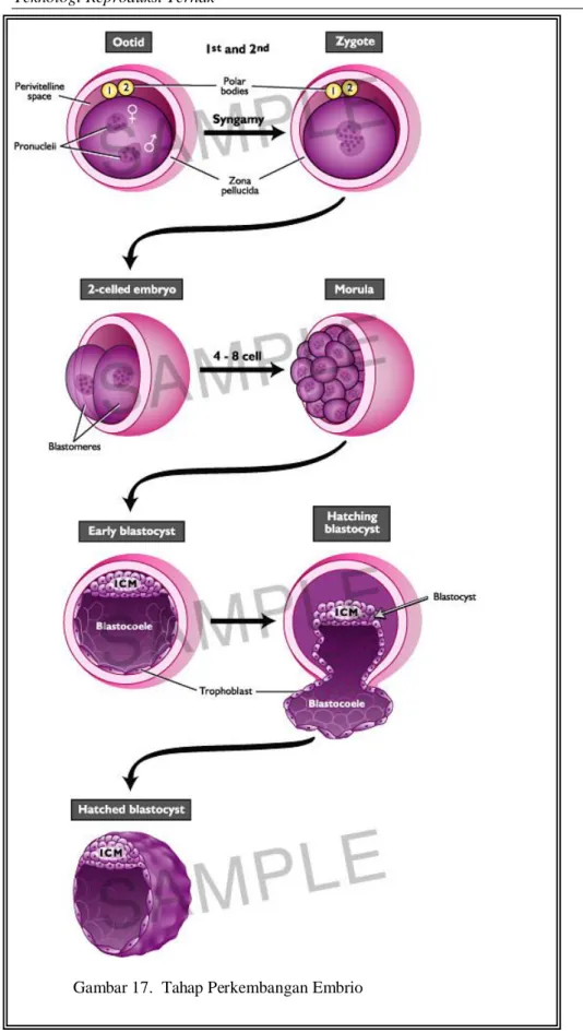 Gambar 17.  Tahap Perkembangan Embrio 