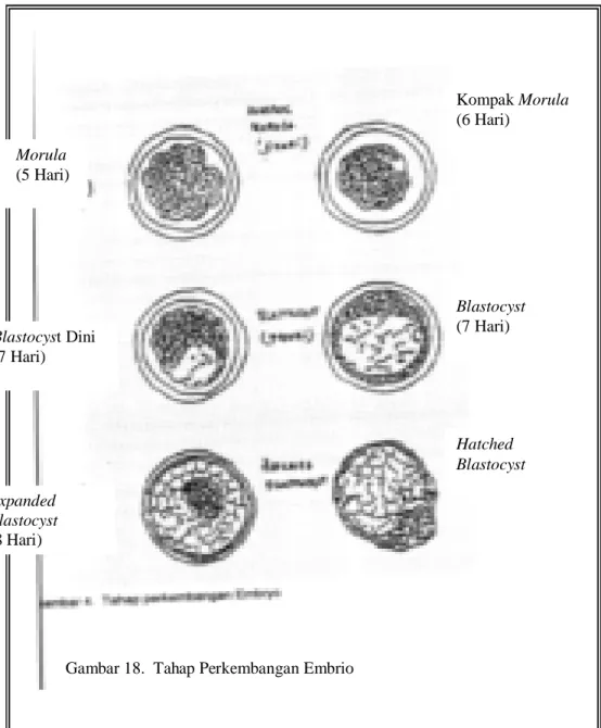 Gambar 18.  Tahap Perkembangan Embrio 