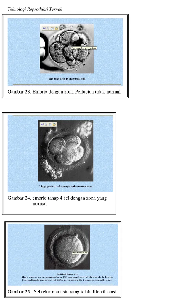 Gambar 23. Embrio dengan zona Pellucida tidak normal 