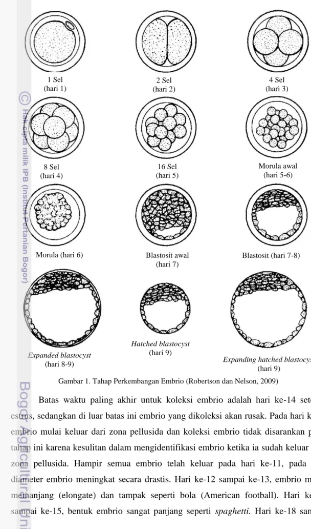 Gambar 1. Tahap Perkembangan Embrio (Robertson dan Nelson, 2009) 