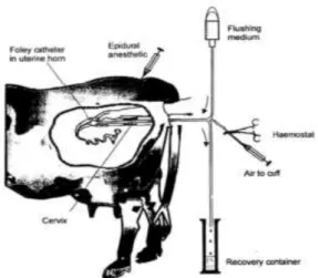 Gambar 2. Rangkaian proses panen (Flushing) Embrio pada Sapi  dengan menggunakan Folley Catheter 