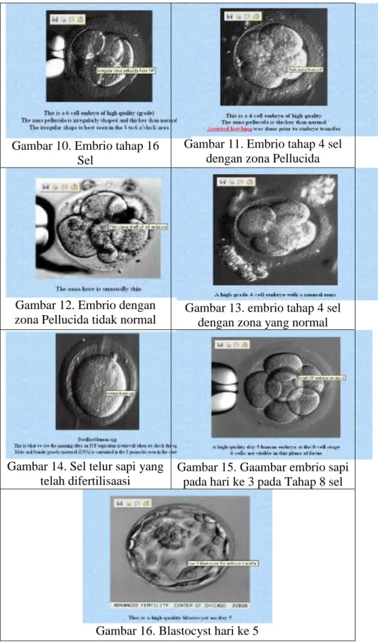 Gambar 10. Embrio tahap 16  Sel 