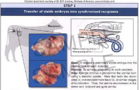 Gambar 17. Tahap pelaksanaan Transfer embrio 