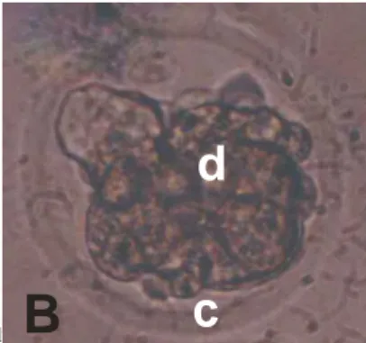Gambar 4. Embrio yang mengalami degenerasi. Degenerasi embrio sebelum membelah (A) dan sesudah (B) pembelahan
