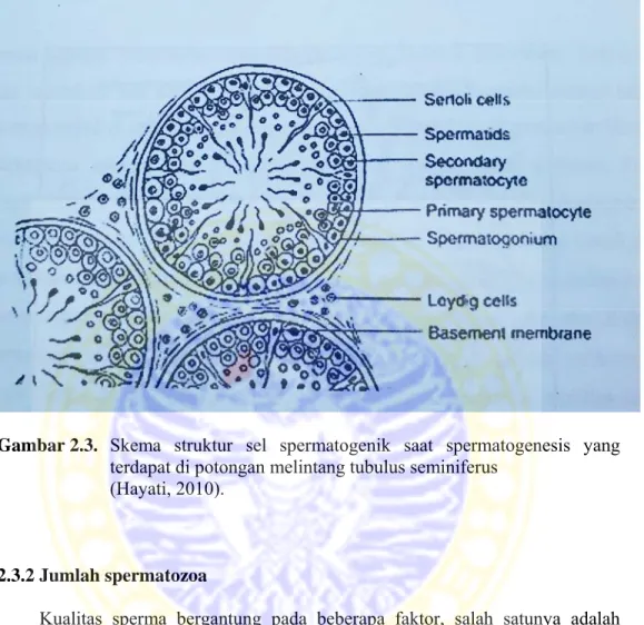 Gambar 2.3.  Skema struktur sel spermatogenik saat spermatogenesis yang  terdapat di potongan melintang tubulus seminiferus  