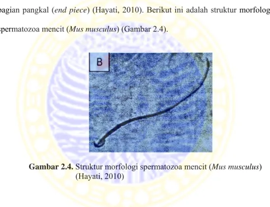 Gambar 2.4. Struktur morfologi spermatozoa mencit (Mus musculus)  (Hayati, 2010) 