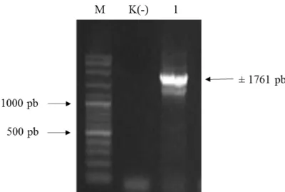 Gambar 10 Hasil verifikasi koloni yang membawa plasmid pC13-35S-Intron-eGFP  (M= penanda 1000 pb DNA ladder; K(-)= kontrol negatif) 