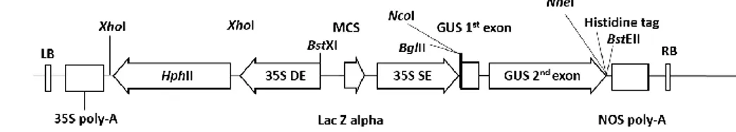 Gambar 1 Struktur dasar T-DNA plasmid pCambia 1301 