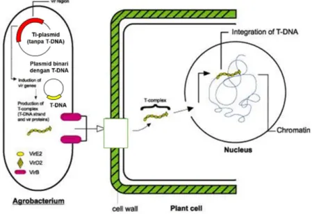 Gambar  3  Mekanisme  transfer  daerah  T-DNA  dari  plasmid  Ti  Agrobacterium  tumefaciens ke dalam kromosom tanaman (Filchkin dan Gelvin 1993) 