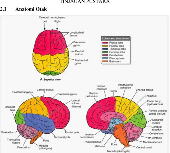Gambar 2.1 Anatomi Otak 