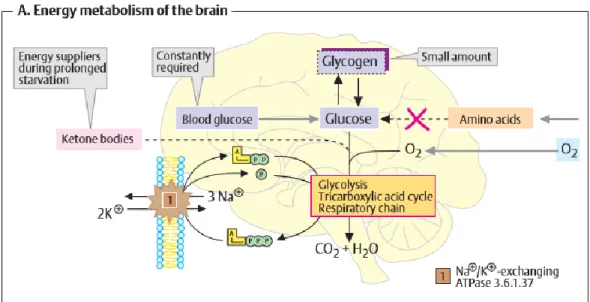 Gambar 2.7 Metabolisme Glukosa di Otak. 