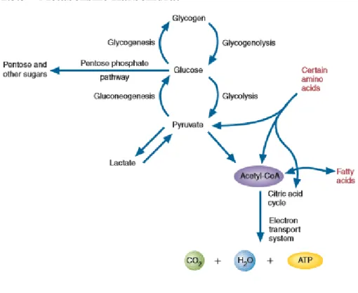 Gambar 2.3 Metabolisme karbohidrat  Sumber: McKee, T. &amp; McKee, J. (2011). 