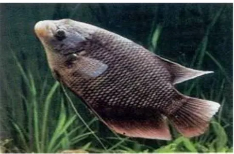 Gambar 1. Ikan Gurami Osphronemus gouramy (Robert,1992) 