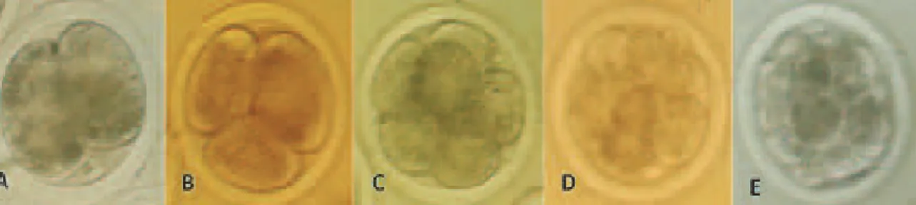 Gambar 2. Perkembangan awal embrio sapi selama empat hari. A. 2 Sel, B. 3-4 Sel, C. 5-8 Sel, D.