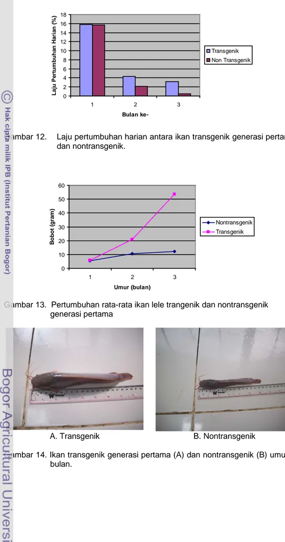 Gambar 12.    Laju pertumbuhan harian antara ikan transgenik generasi pertama   dan nontransgenik