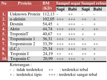 Tabel  2.  Perkiraan  fraksi  protein  pada  sampel  daging  sapi  dan babi segar serta setelah mengalami perebusan 