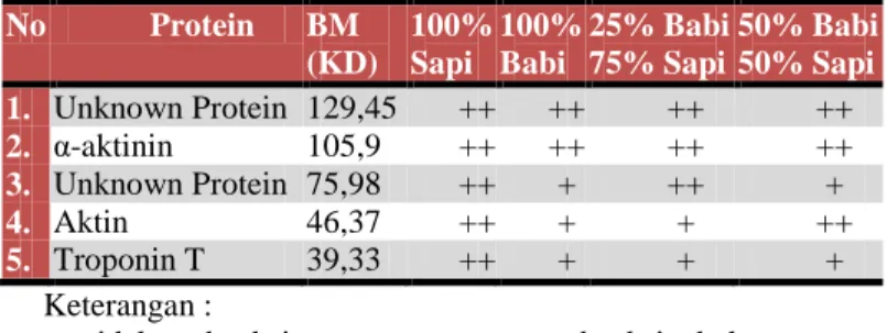 Gambar  2  menunjukkan  adanya  perbedaan  ketebalan  pita- pita-pita protein yang terdapat pada masing-masing sampel bakso  yang  disubstitusi  daging  babi,  namun  belum  menunjukkan  adanya  perbedaan  jumlah  pita-pita  protein  yang  terdeteksi