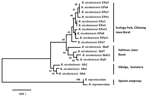 Gambar 2.  Pohon neigbor-joining (NJ) dari individu-individu R. nicobariensis berdasarkan analisis 375-bp (377 situs) pada  DNA mitokondria d-loop