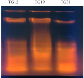 Gambar 1.  Produk isolasi DNA 