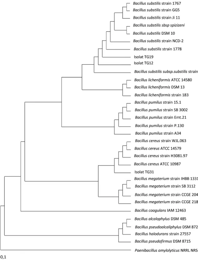 Gambar 3.  Phylogeny tree dibuat berdasarkan algoritme Neighbour-joining (Saitou dan Nei, 1997) yang menunjukkan hubungan antara  strain acuan dan 3 isolat bakteri amilolitik penyebab  kemasaman pada tepung sagu basah hasil penyediaan secara tradisional