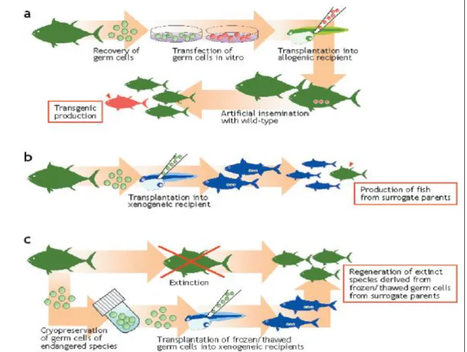 Gambar 2. Aplikasi transplantasi sel germinal pada ikan. (a) Produksi ikan trasgenik. 