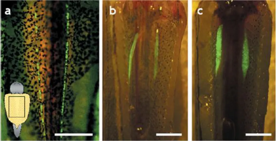 Gambar 4. Ekspresi GFP pada stem sel ikan rainbow trout (Okutsu et al., 2006) 