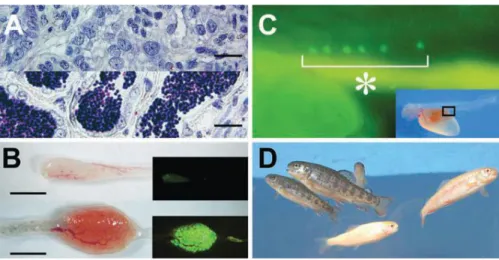 Gambar 5. Perkembangan sel germinal donor (rainbow trout) pada ikan resipien  (masu salmon) dan hasil keturunan F1 rainbow trout dari induk masu salmon (Okutsu, 
