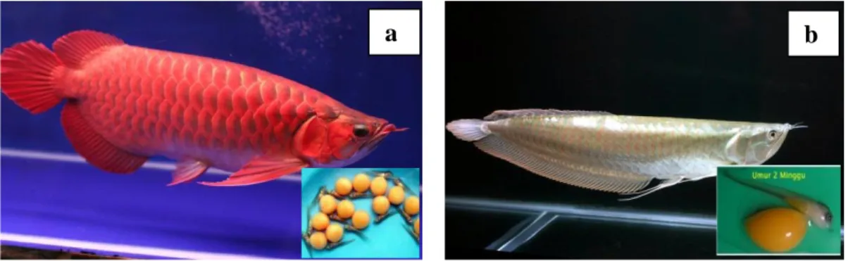 Gambar 6. Ikan Arwana super red (a) Ikan Arwana Irian (b) dan larvanya   Perkembangan  teknologi  manipulasi  fish  germ  cells  di  Indonesia,  tentunya  tidak  akan  pernah  terlepas  dari  peran  pemerintah  dan  berbagai  pihak  yang  terkait
