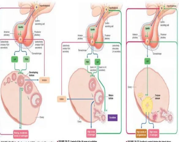 Gambar 2.2. Kontrol fungsi ovarium, ovulasi, dan korpus luteum  Sumber: Sherwood , 2010