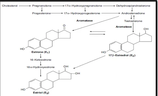 Gambar 2.2. Biosintesis dan metabolism estrogen 