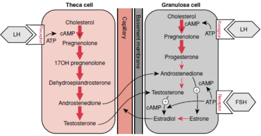 Gambar 2.3. Biosintesis hormon di sel teka dan sel granulosa. 