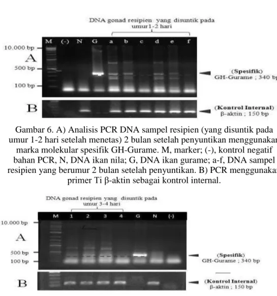 Gambar 6. A) Analisis PCR DNA sampel resipien (yang disuntik pada  umur 1-2 hari setelah menetas) 2 bulan setelah penyuntikan menggunakan 