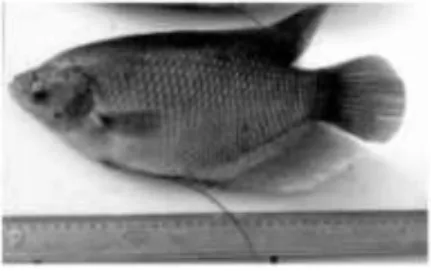 Gambar 1. Ikan gurame  jantan ukuran 600-900 g 