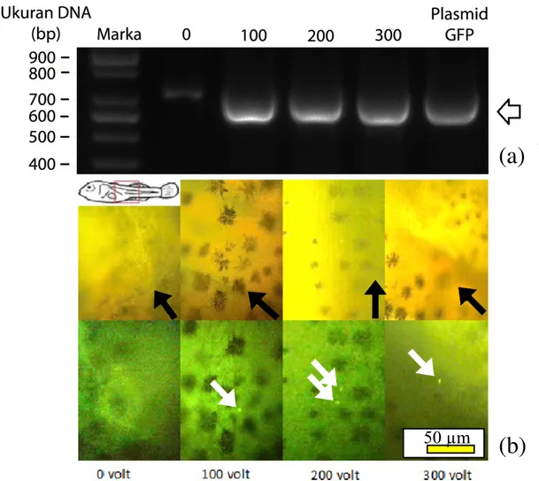Gambar 4. Visualisasi pendaran green fluorescent protein (GFP) dalam gonad ikan nila 50 hari setelah transplan- transplan-tasi (atas: foto tanpa filter; bawah: foto dengan filter GFP)
