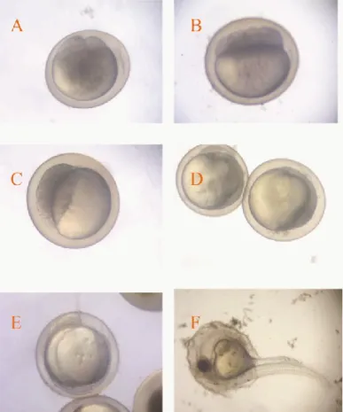 Gambar 2. Perkembangan embrio normal. (a) Tahap 2 sel; (b) Tahap 16 sel; (c) TahapBlastula; (d) Tahap  gastrula; (e) Tahap neurula; (f) Tahap menetas 