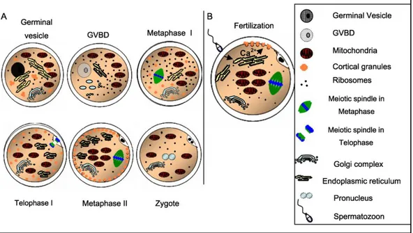 Gambar 1.  Skema  distribusi  organel  sitoplasma  selama  pematangan,  fertilisasi  dan  pembentukan  zigot