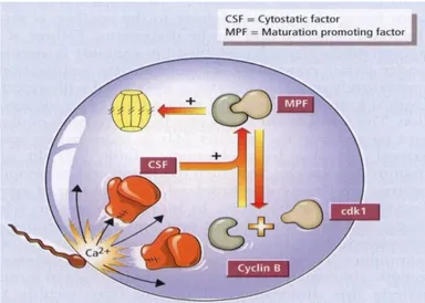 Gambar  2.    Skema  efek  penetrasi  spermatozoa  terhadap  konsentrasi  cytostatic  factor  (CSF) dan maturation promoting factor (MPF) (Senger 2005) 