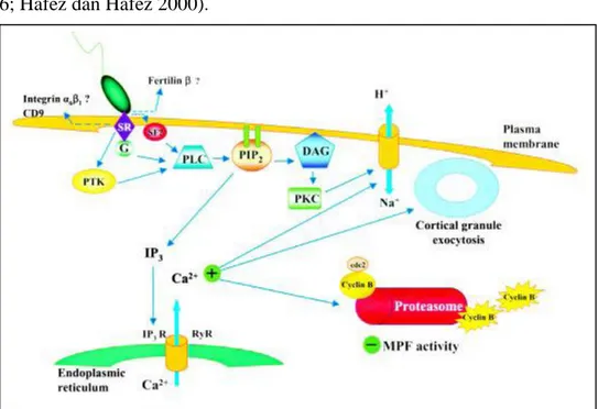 Gambar 3.  Mekanisme aktivasi oosit selama proses fertilisasi. DAG, diacylglycerol; IP3,  inositol  1,4,5-trisphosphate;  IP3  R,  IP3  receptor;  G,  GTP-binding  protein,  PIP2,  phosphatidylinositol  4,5-bisphosphate;  PKC,  protein  kinase  C;  PLC,  p