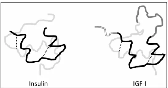 Gambar 5. Struktur IGF-I dan Insulin.  Insulin terdiri dari bagian A (hitam) dihubungkan  ke bagian B (abu-abu) oleh jembatan cysteine (garis putus-putus)
