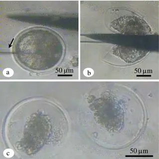 Gambar 1. Tahapan proses splitting embrio. a) Goresan kecil  pada dasar cawan petri (tanda panah); b) Splitting  embrio; c) Demi embrio sesaat setelah  spliting