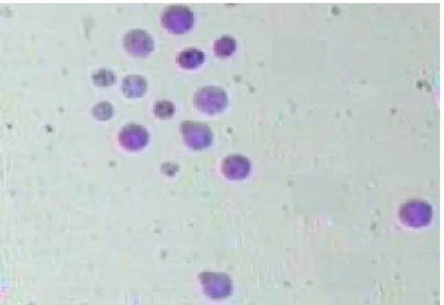 Gambar 3. Bentuk sel-sel embrio viable dalam satu bidang  pandang mikroskop 