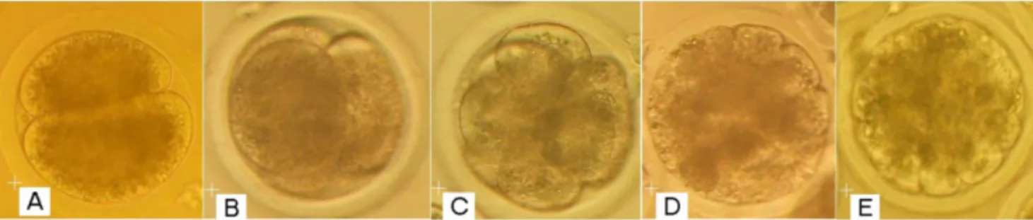 Gambar 2. Embrio sapi tahap 2-32 sel yang diproduksi secara in vitro; tahap pembelahan 2  sel (A); 4 sel (B); 8 sel (C); 16 sel (D) dan 32 sel (E);  perbesaran 200x.