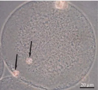 Gambar 1. Oosit setelah pematangan in vitro. Tahap metaphase II, dalam oosit terdapat kromatin dan polar body pertama (tanda panah).